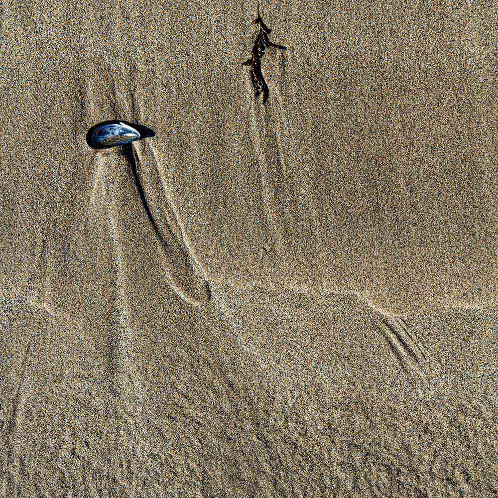 strands | A blue mussel shell and seaweed leave their marks in sand, and shadows on a Breton beach