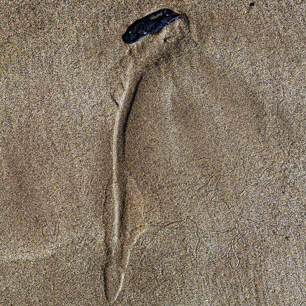 strands | A blue mussel, leaves patterns in sand, and shadows on a Breton beach