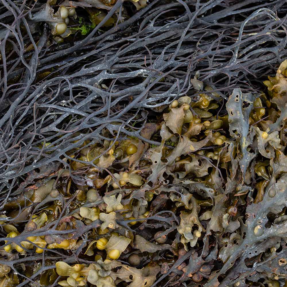 seaweed at Ile Grande, Brittany, France