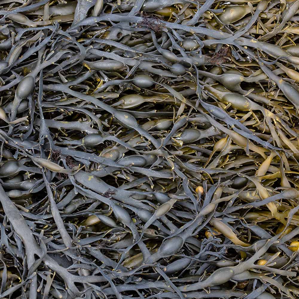 seaweed at Ile Grande, Brittany, France