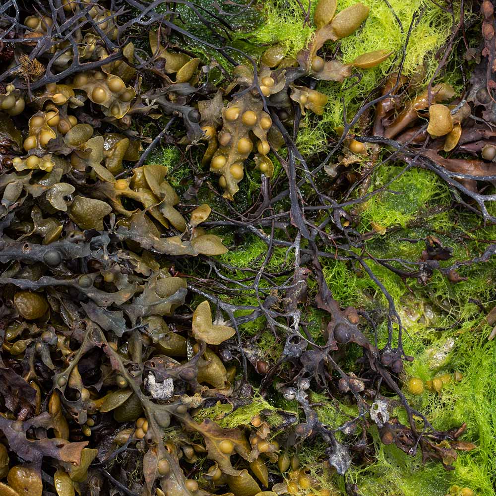 seaweed at Ile Grande, Brittany, France