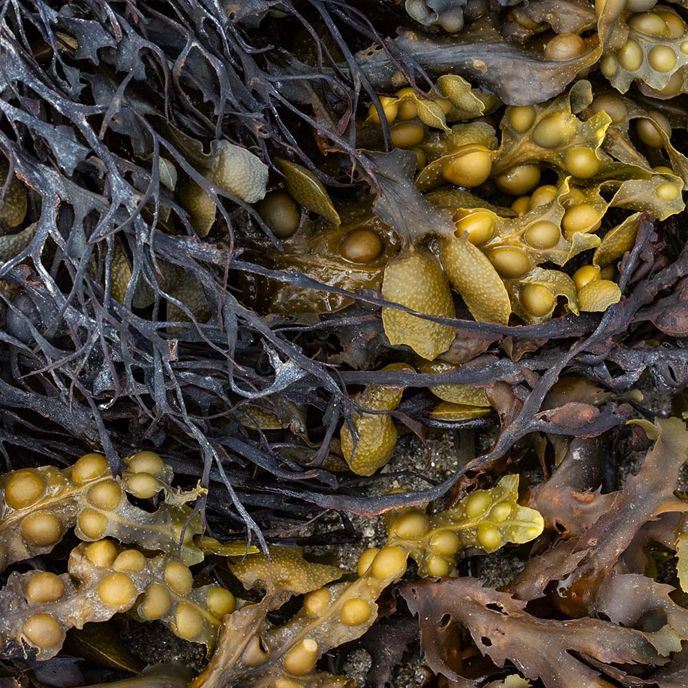 seaweed at Ile Grande, Brittany, France