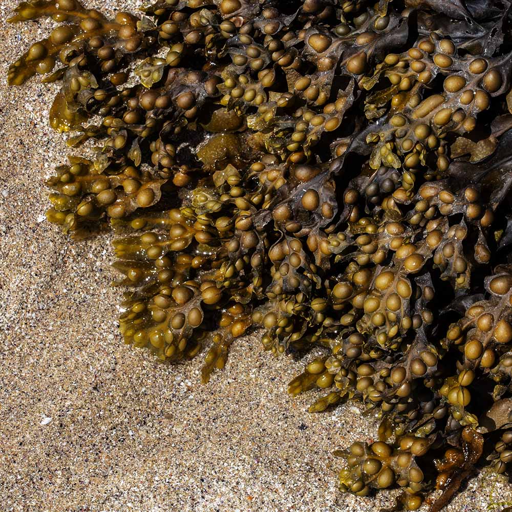 seaweed at Ile Grande, Brittany, France