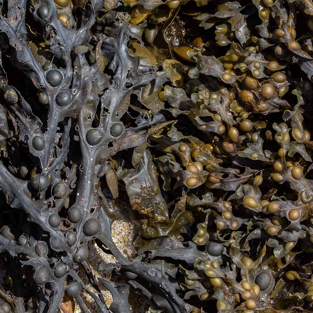 seaweed at Ile Grande, Brittany, France