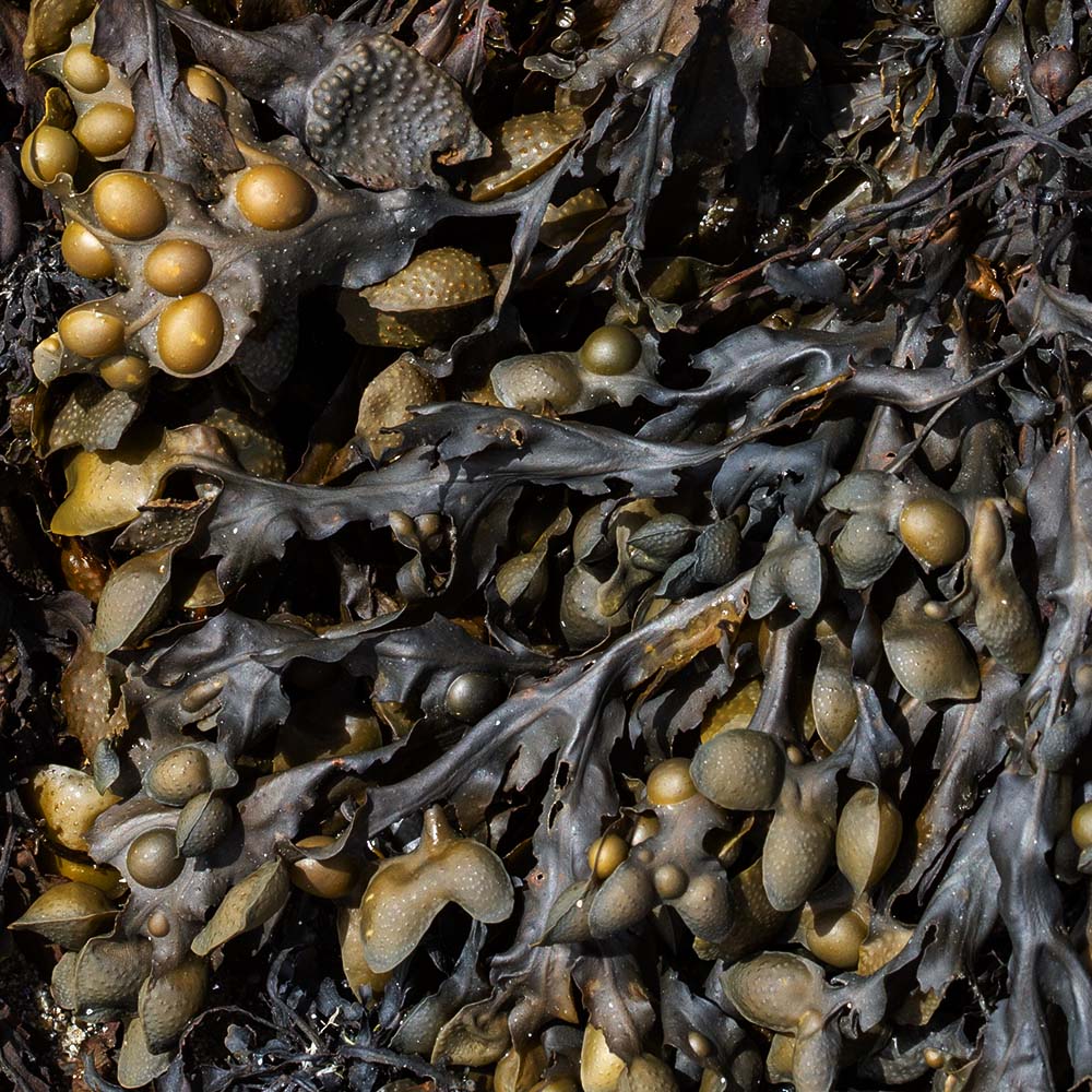 seaweed at Ile Grande, Brittany, France