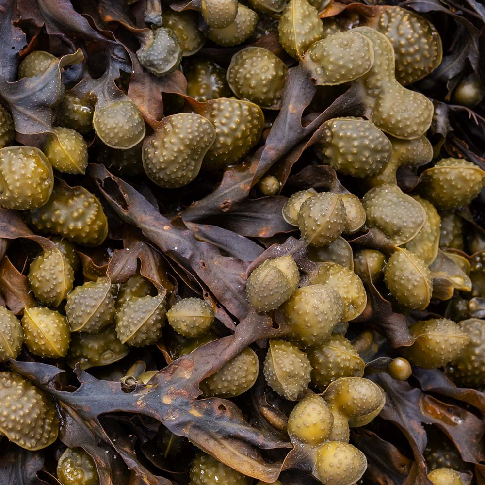 seaweed at Ile Grande, Brittany, France