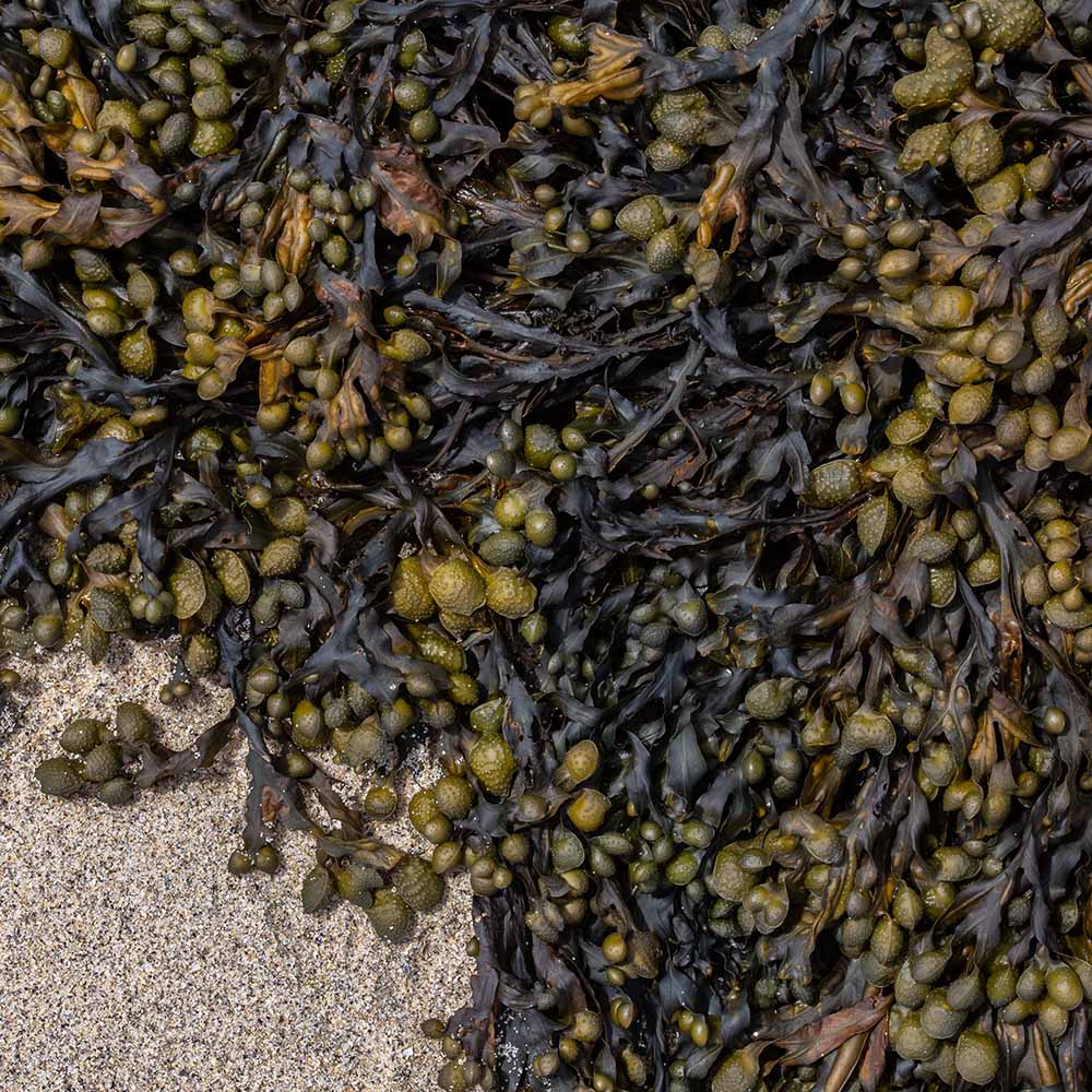 seaweed at Ile Grande, Brittany, France