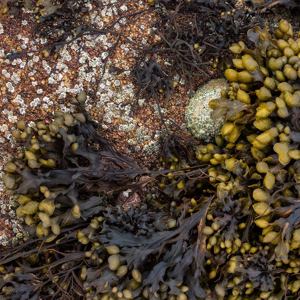 seaweed at Ile Grande, Brittany, France