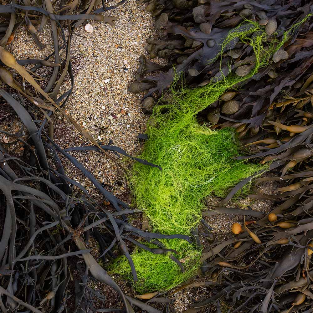 seaweed at Ile Grande, Brittany, France