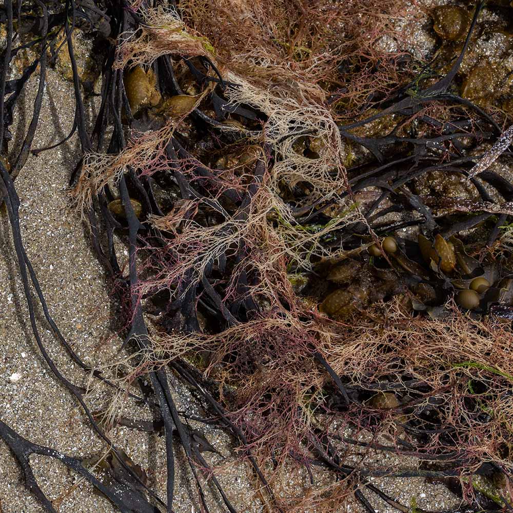 seaweed at Ile Grande, Brittany, France