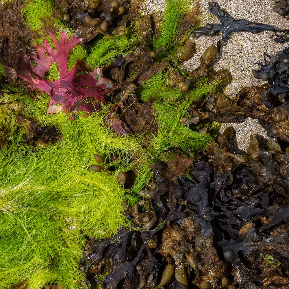 seaweed at Ile Grande, Brittany, France