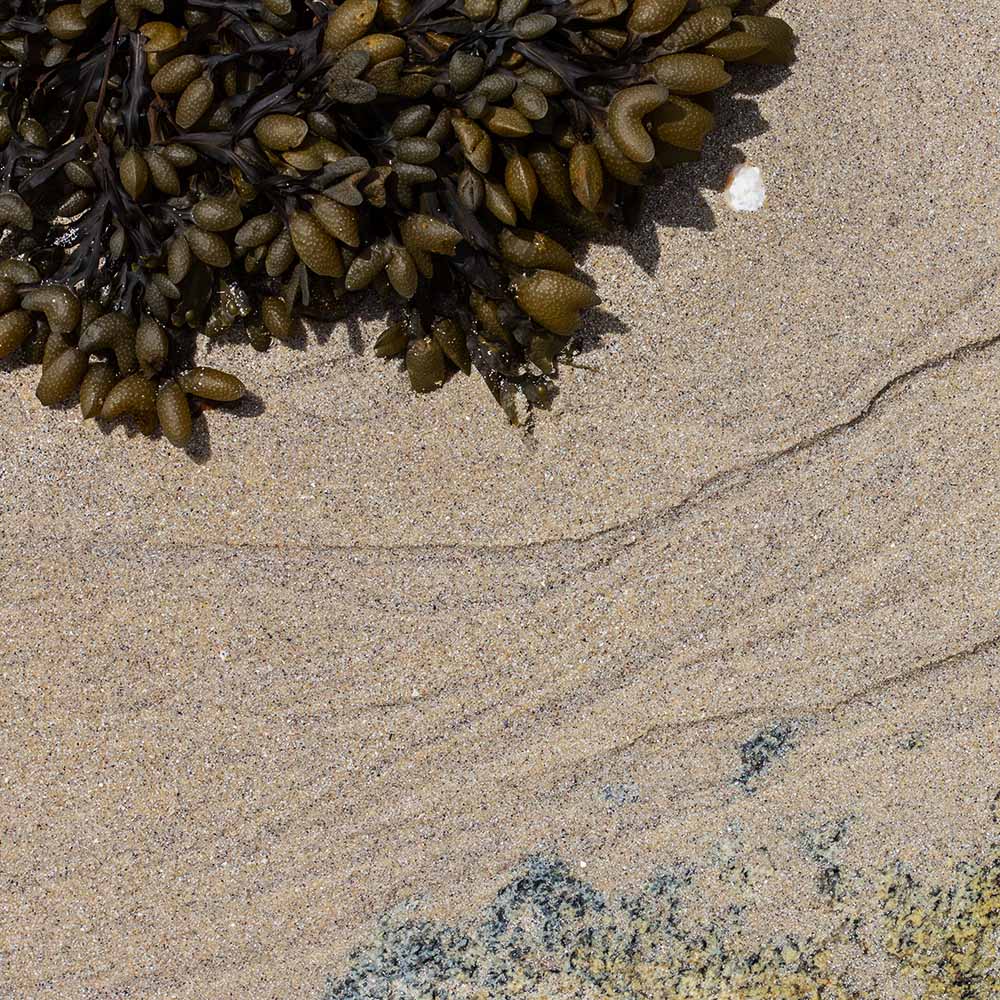 seaweed at Ile Grande, Brittany, France