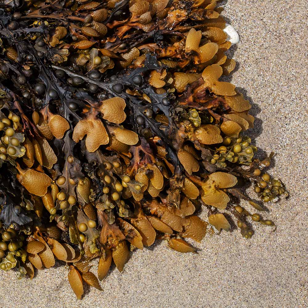 seaweed at Ile Grande, Brittany, France