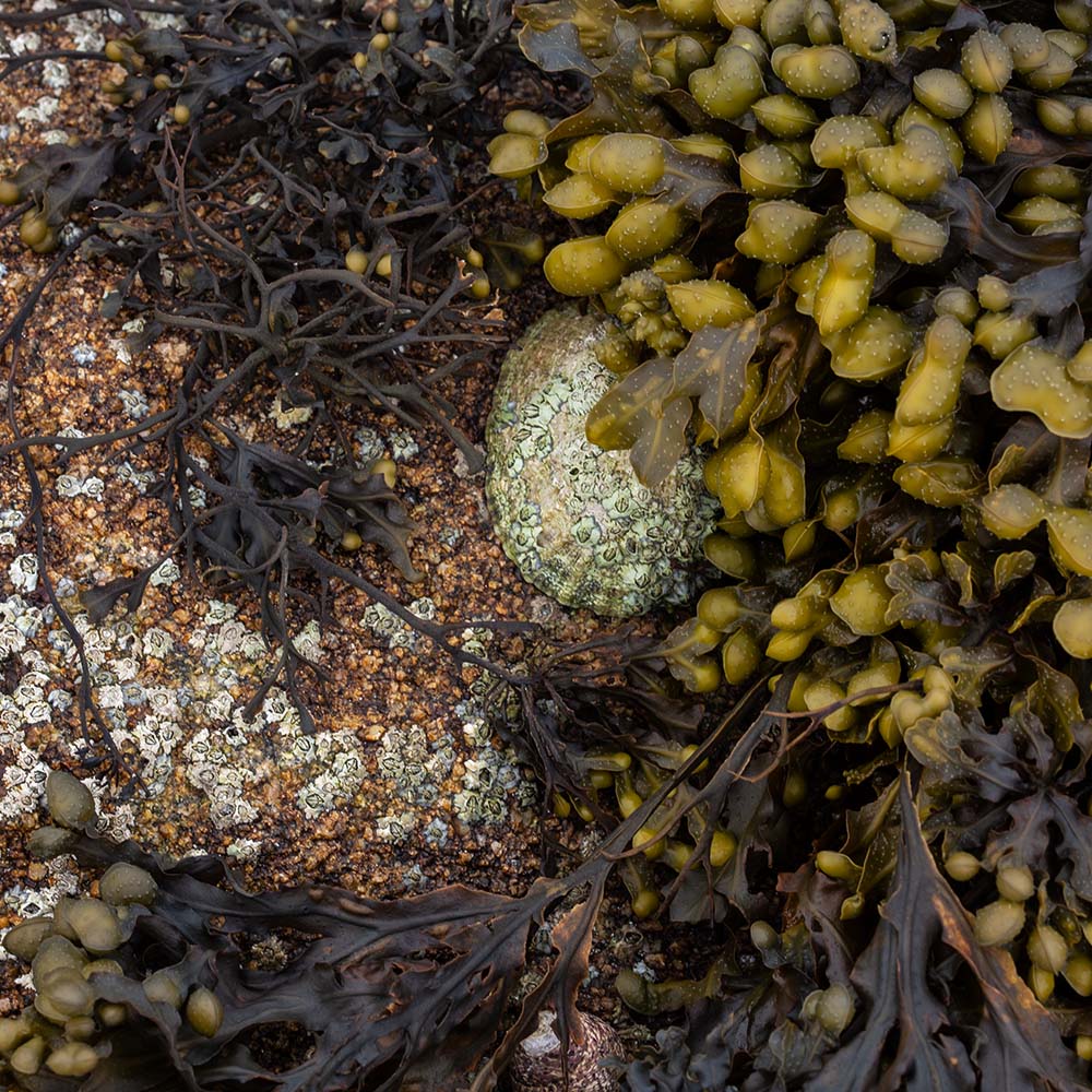 seaweed at Ile Grande, Brittany, France