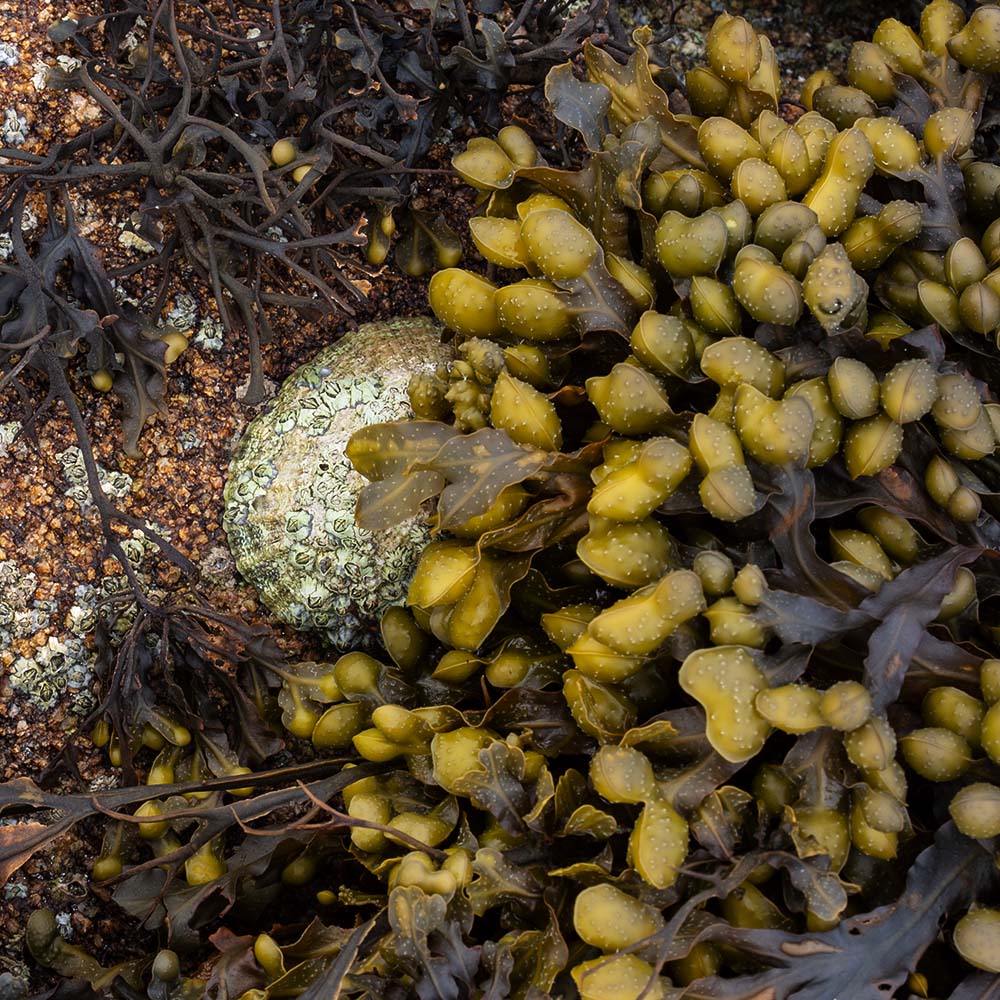 seaweed at Ile Grande, Brittany, France