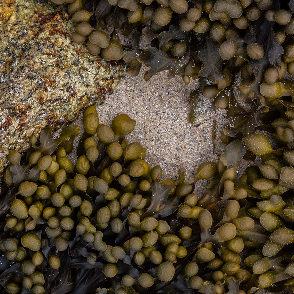 seaweed at Ile Grande, Brittany, France