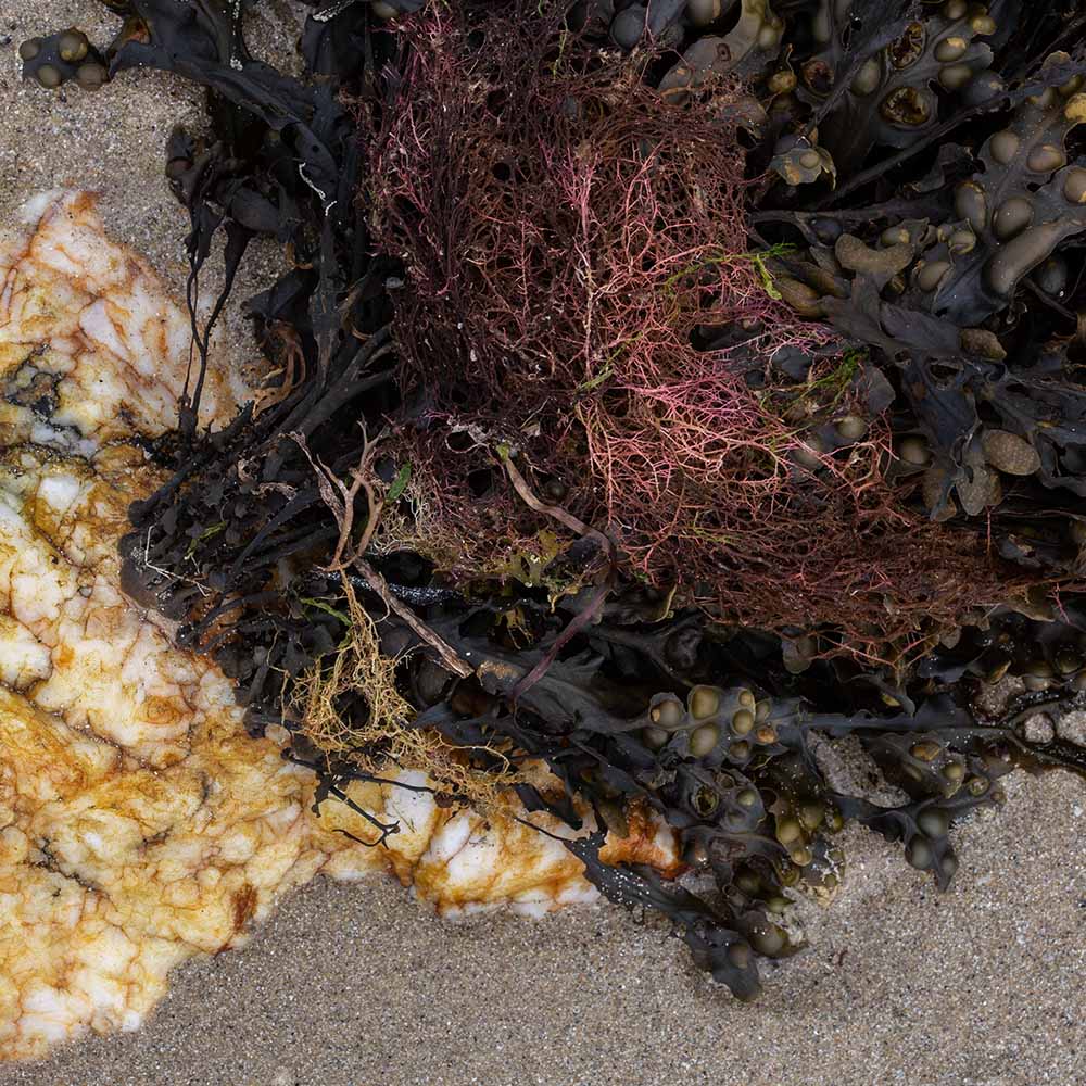 seaweed at Ile Grande, Brittany, France