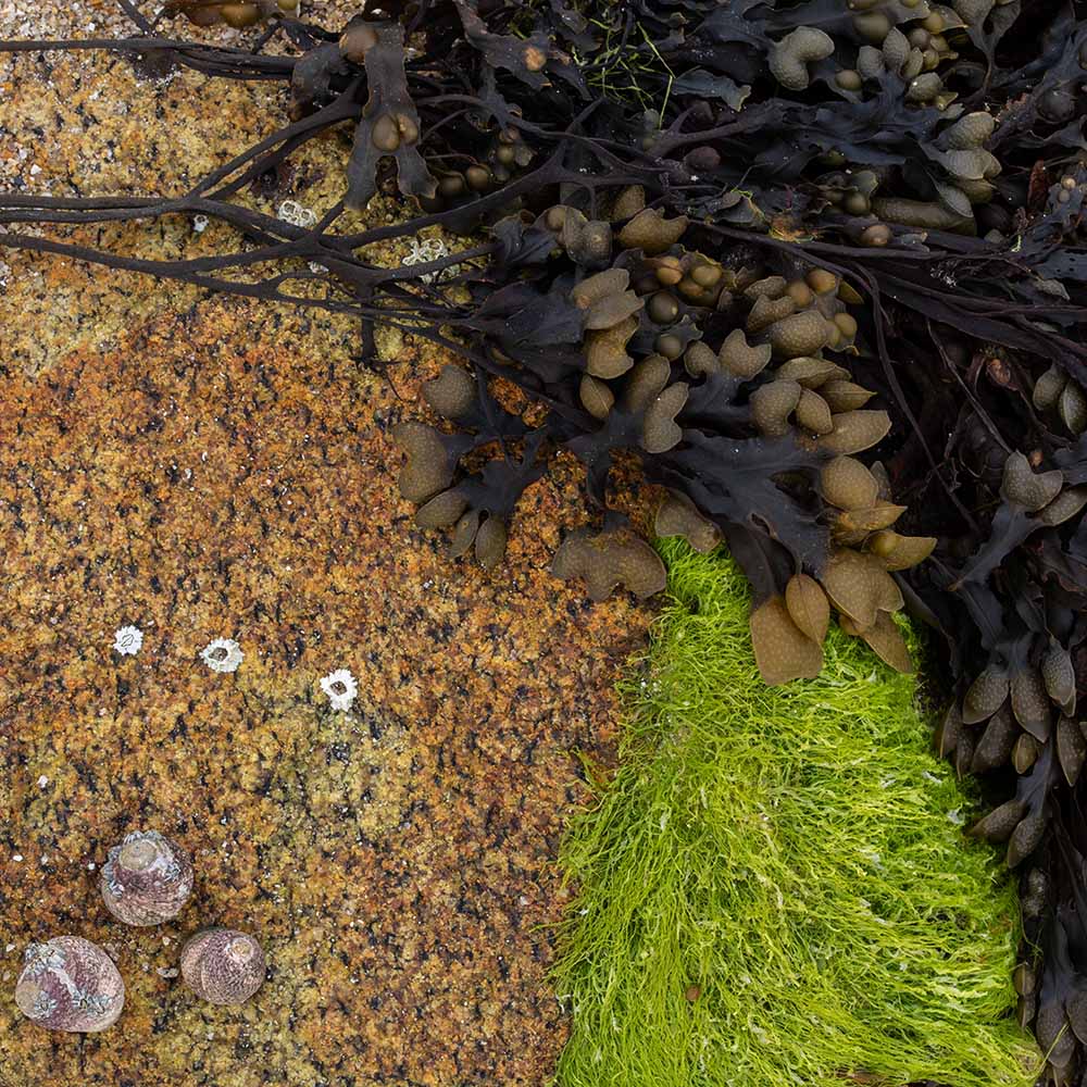 seaweed at Ile Grande, Brittany, France