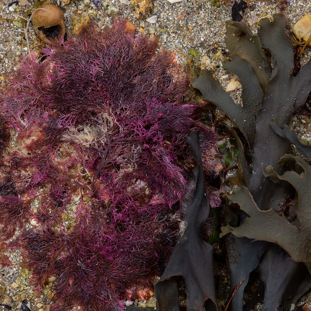 seaweed at Ile Grande, Brittany, France