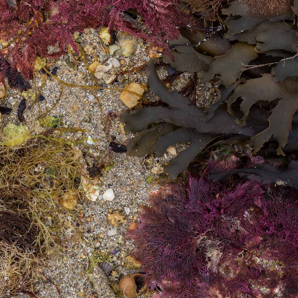 seaweed at Ile Grande, Brittany, France