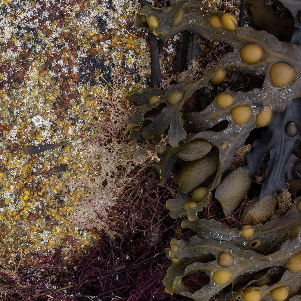 seaweed at Ile Grande, Brittany, France