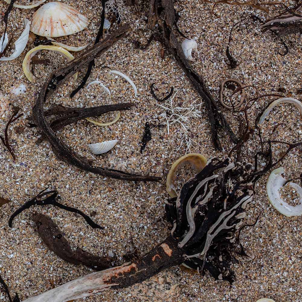 seaweed at Ile Grande, Brittany, France