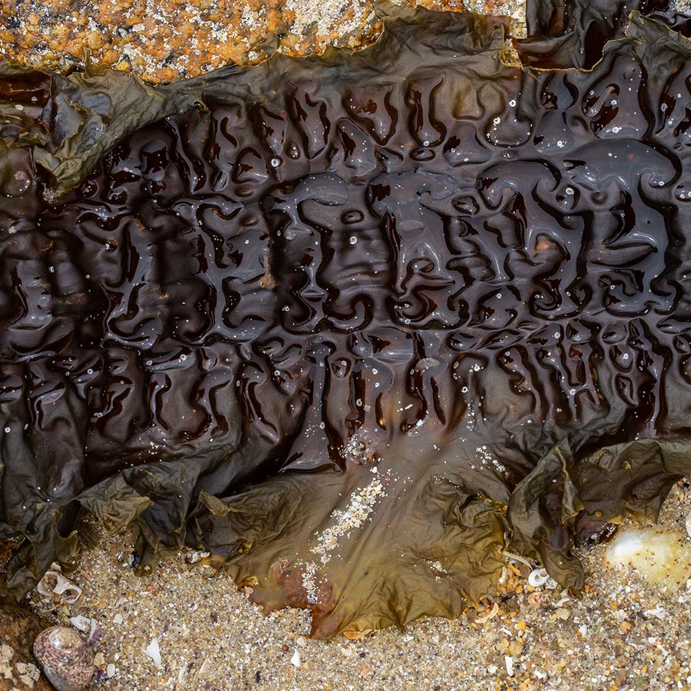 seaweed at Ile Grande, Brittany, France