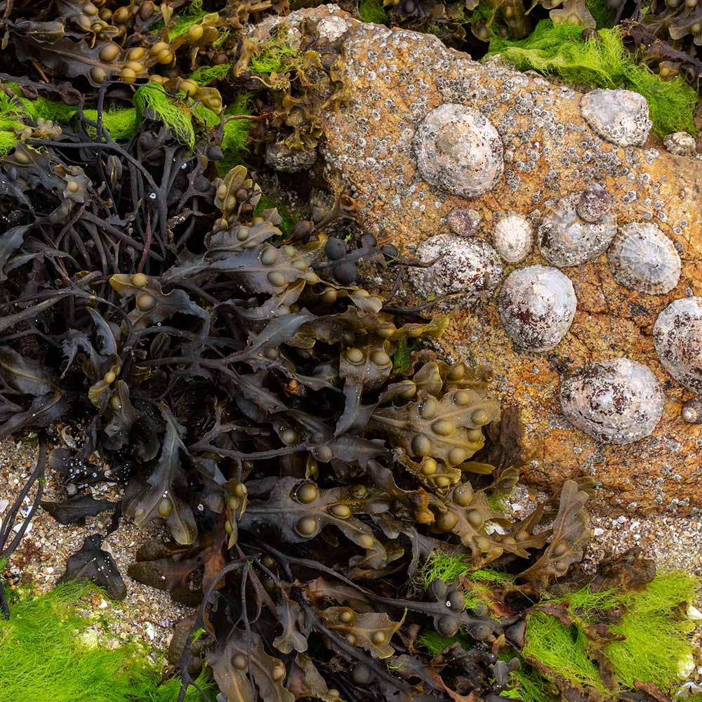 seaweed at Ile Grande, Brittany, France