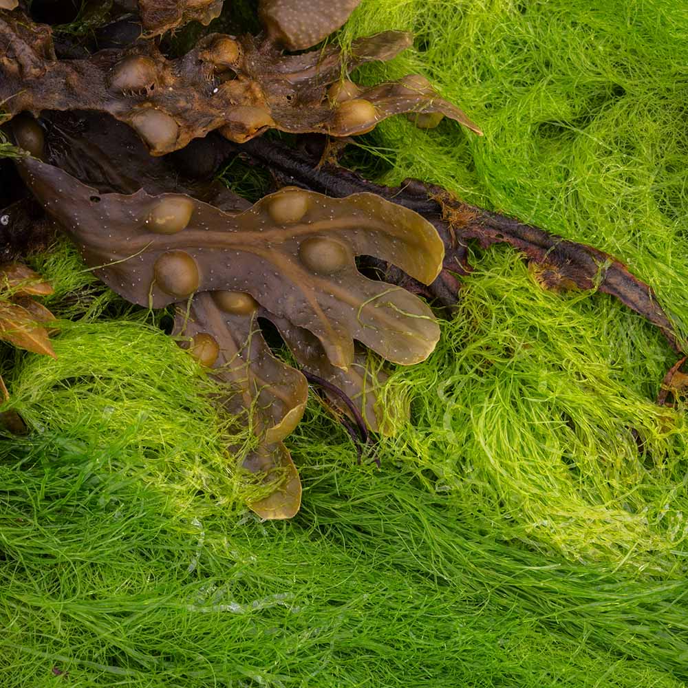 seaweed at Ile Grande, Brittany, France