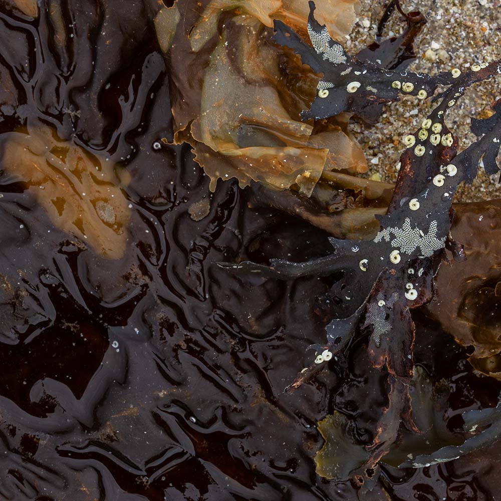 seaweed at Ile Grande, Brittany, France