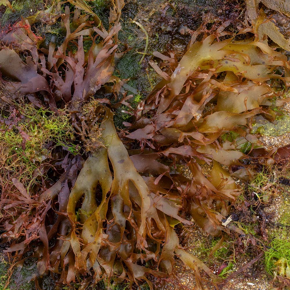 seaweed at Ile Grande, Brittany, France