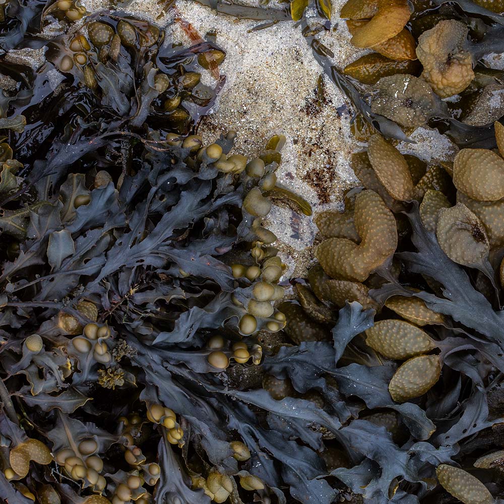 seaweed at Ile Grande, Brittany, France